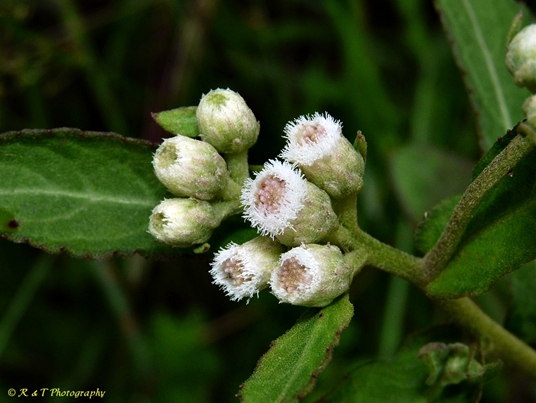 {Pluchea foetida}